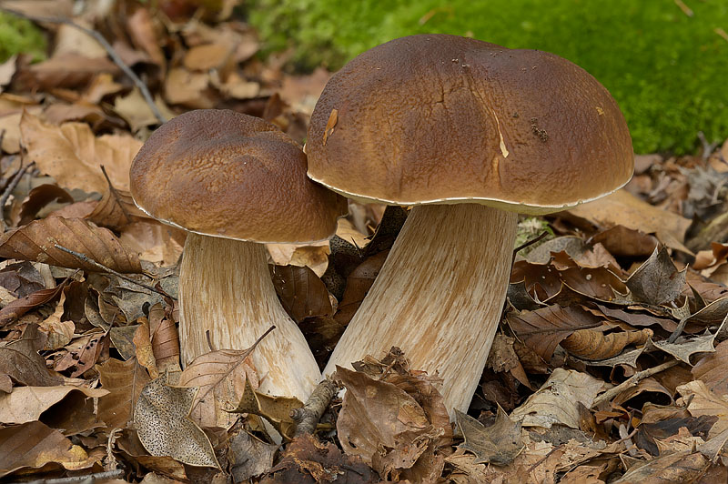 Boletus edulis